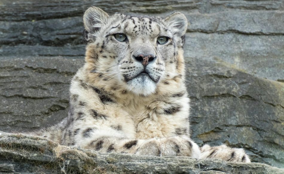 Apvienošanās ar Rīgas mežiem stiprinās Rīga ZOO attīstības iespējas