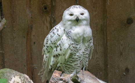 Rīga ZOO aicina uz tradicionālajām Putnu dienām!