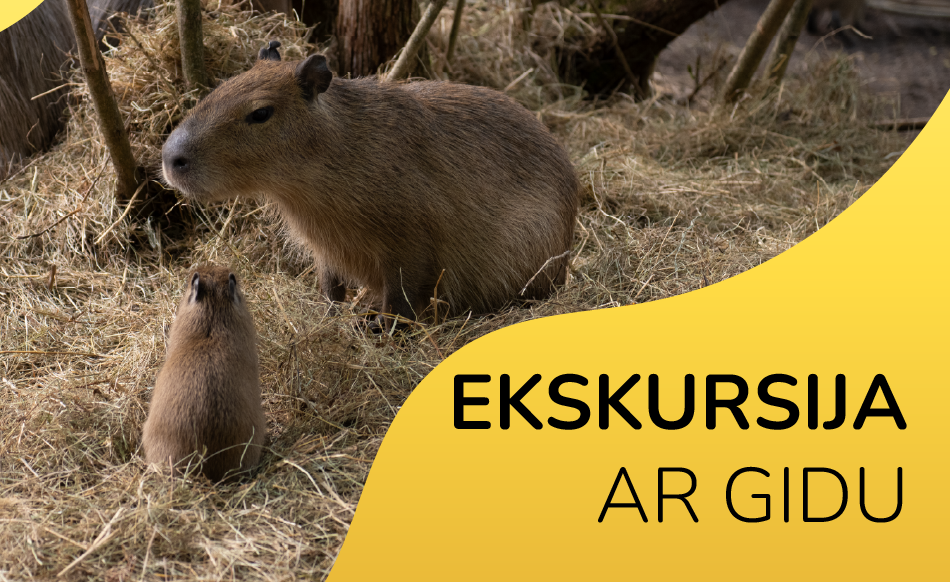 Pievienojies ekskursijas grupai!