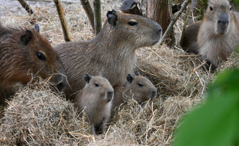 Rīga ZOO kapibaru saime turpina pieaugt!