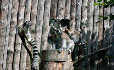 Vēro Rīga ZOO kaķu lemurus tiešraidē visu diennakti! 