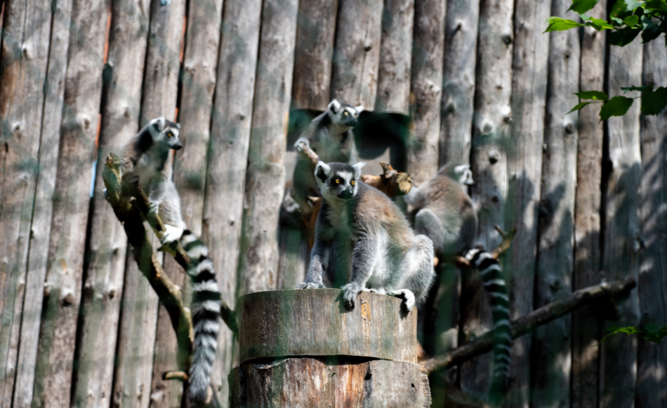 Vēro Rīga ZOO kaķu lemurus tiešraidē visu diennakti! 