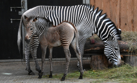 Rīga ZOO piedzimis Grevi zebru mazulis!