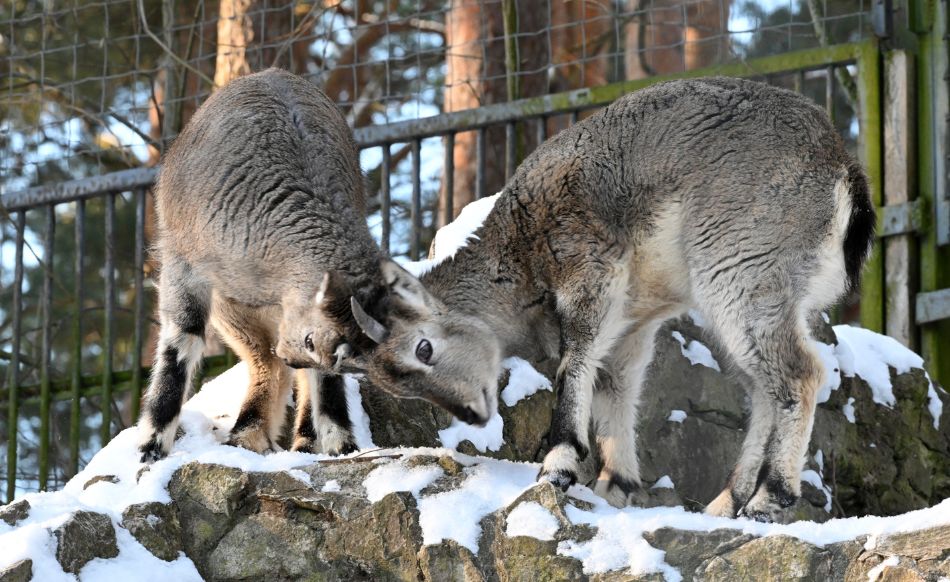Rīga ZOO sākusies ziemas sezona